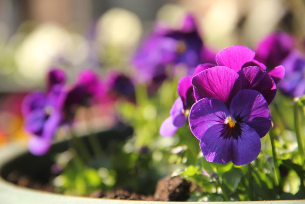 גרושבק Huisje En B&B Green Cottage מראה חיצוני תמונה
